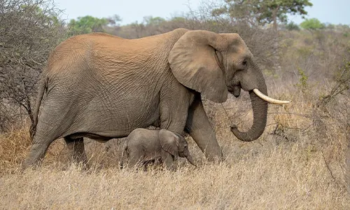 gajah afrika