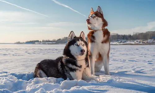 fakta anjing husky