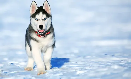 fakta anjing husky