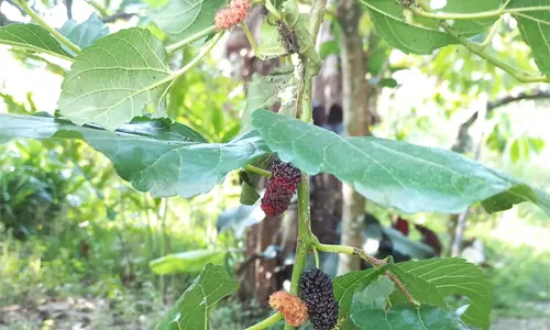 buah murbei