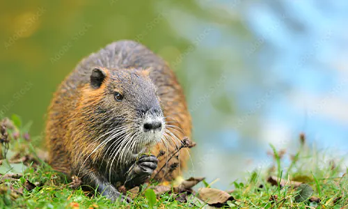 hewan mirip capybara
