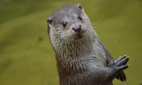 hewan mirip capybara