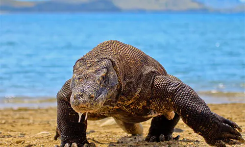 fakta komodo