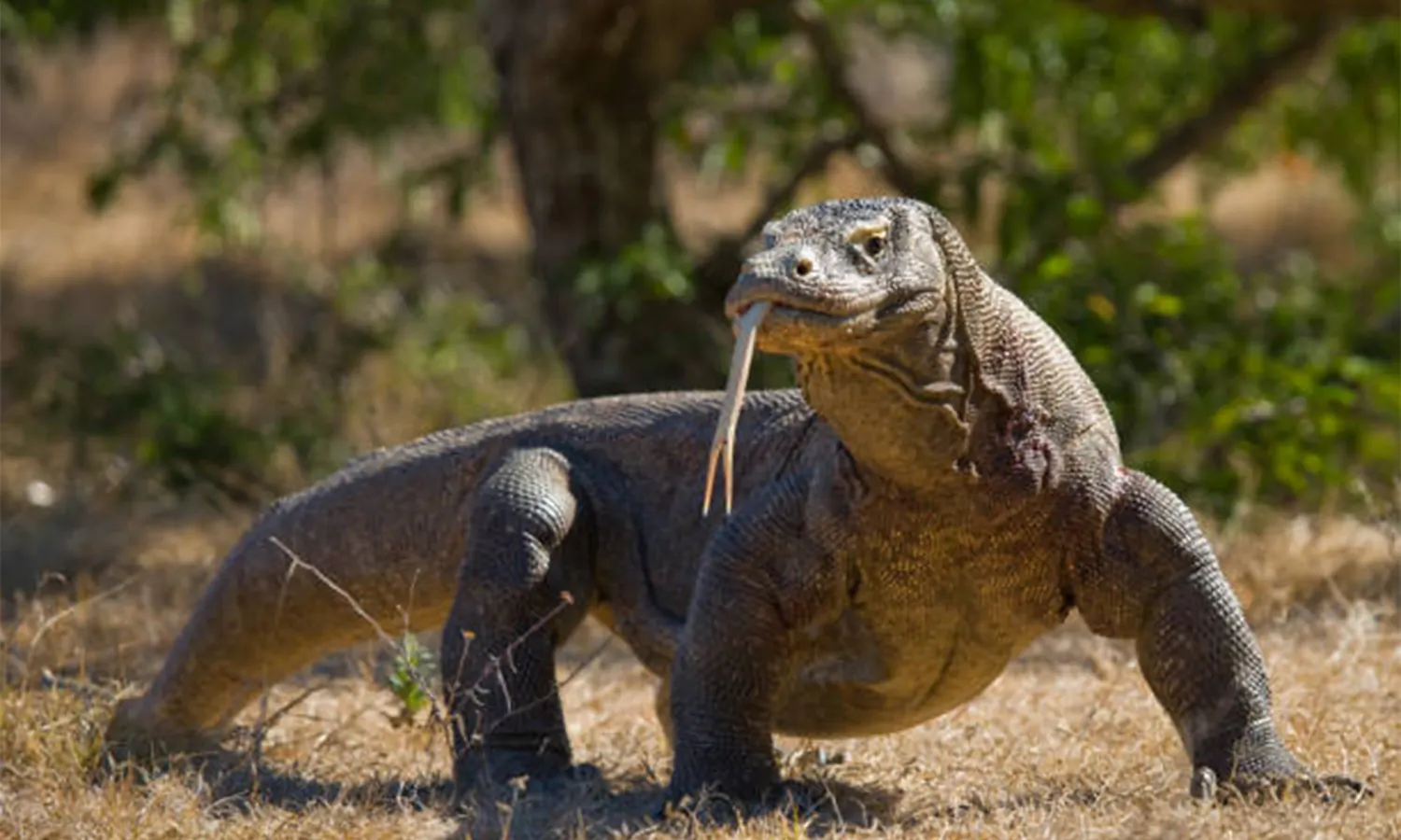 fakta komodo