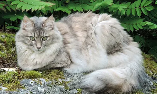 kucing anggora
