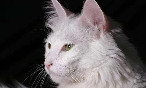 kucing anggora
