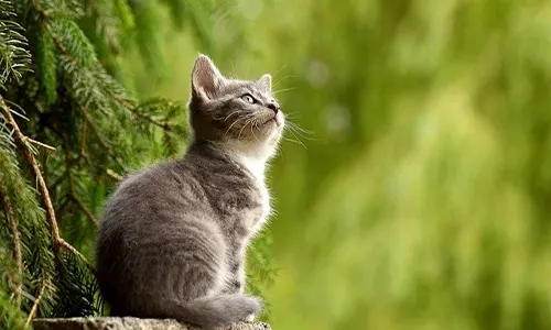 kucing imut