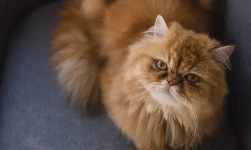 kucing imut