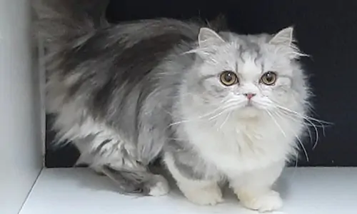 Kucing kaki pendek