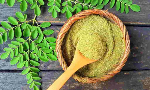 10 Manfaat Daun Kelor untuk Kesehatan