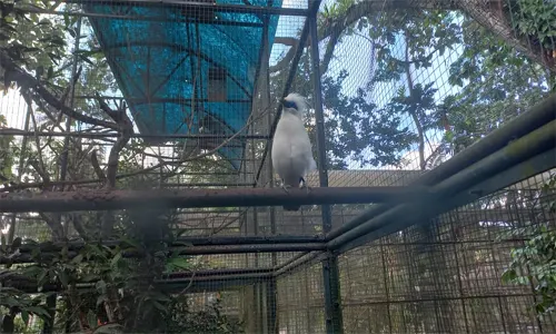 burung merak