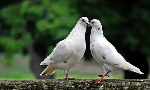 Fakta burung merpati