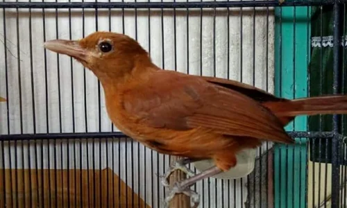 Burung Pitohui