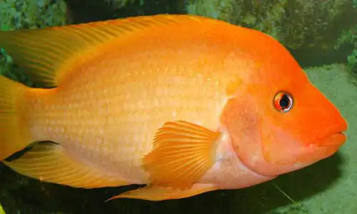 Ikan red devil