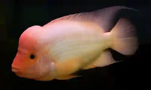 Ikan red devil