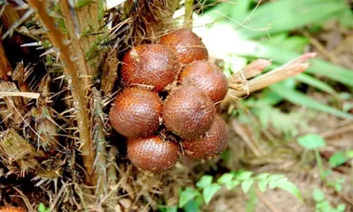 salak pondoh