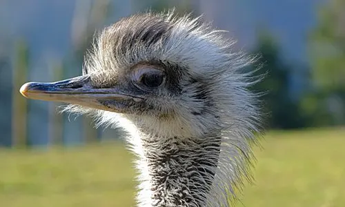 Burung unta