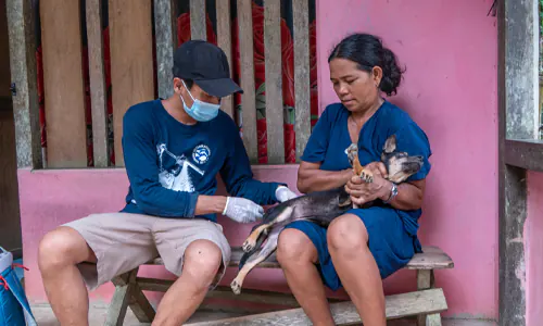 Bahaya Zoonosis hingga Kebiasaan Konsumsi Daging Busuk